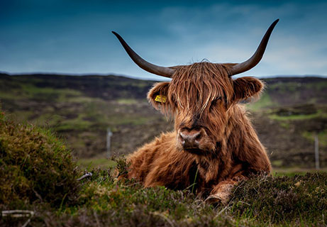 photo d'une vache Highland couchée dans l'herbe
