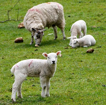 photo d'un agneau avec arrière-plan de moutons