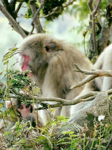 Monkeys, Kyoto